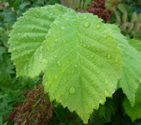 flourish like a green leaf