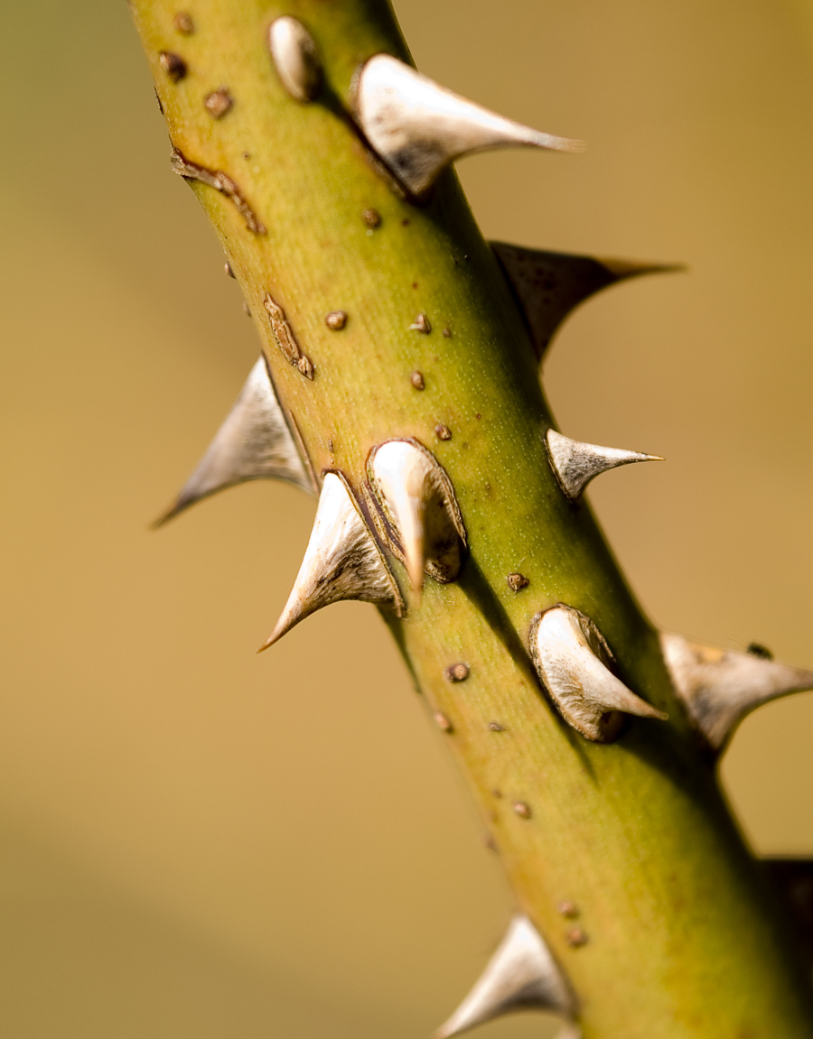 13.21 crs-thorns2 1172415 36524710