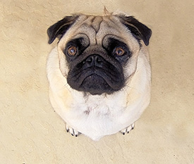 Steps to Better Begging